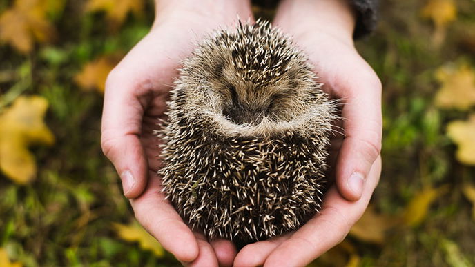 Igel schützen: Was Gartenbesitzer tun können