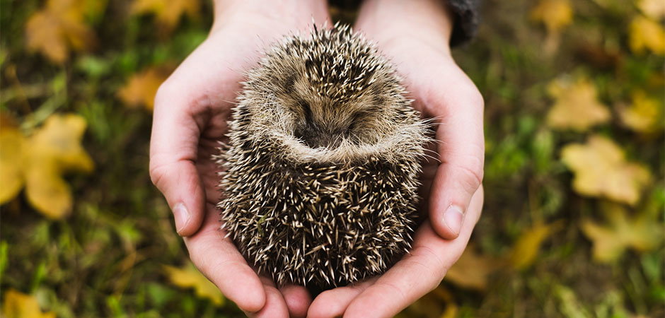 Igel schützen