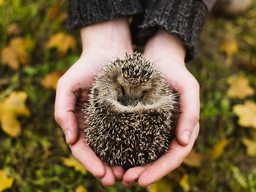Igel schützen