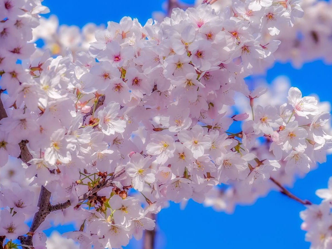 Grußkarte Frühling als Download