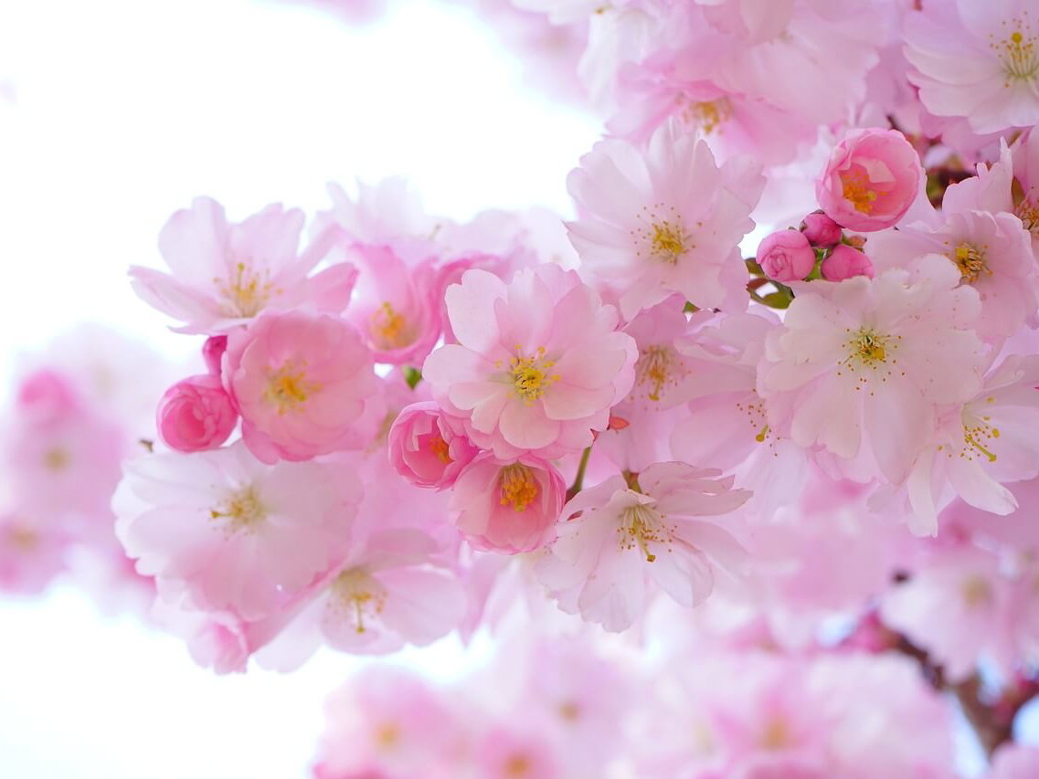 Grußkarte Frühling als Download