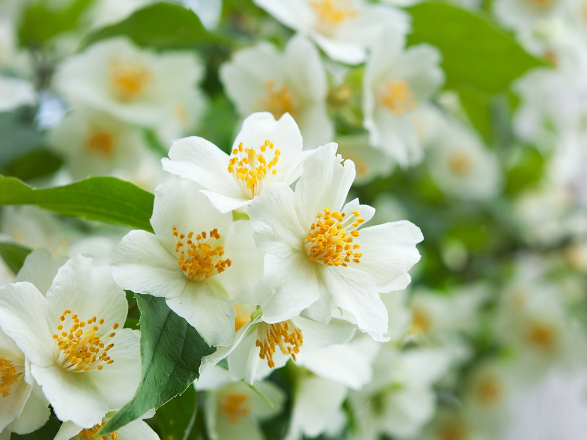 Jasmin