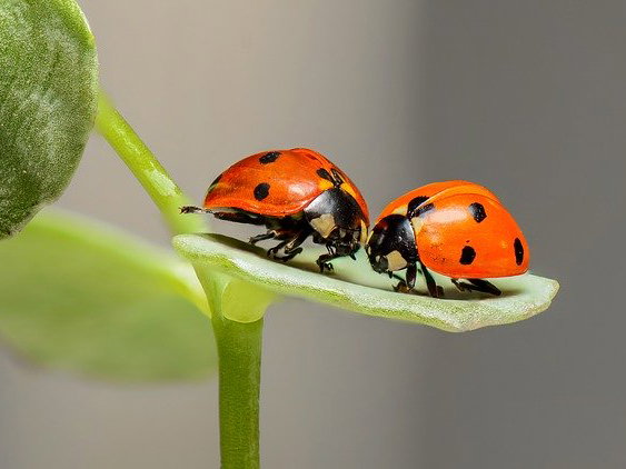 Frühling Grußkarten