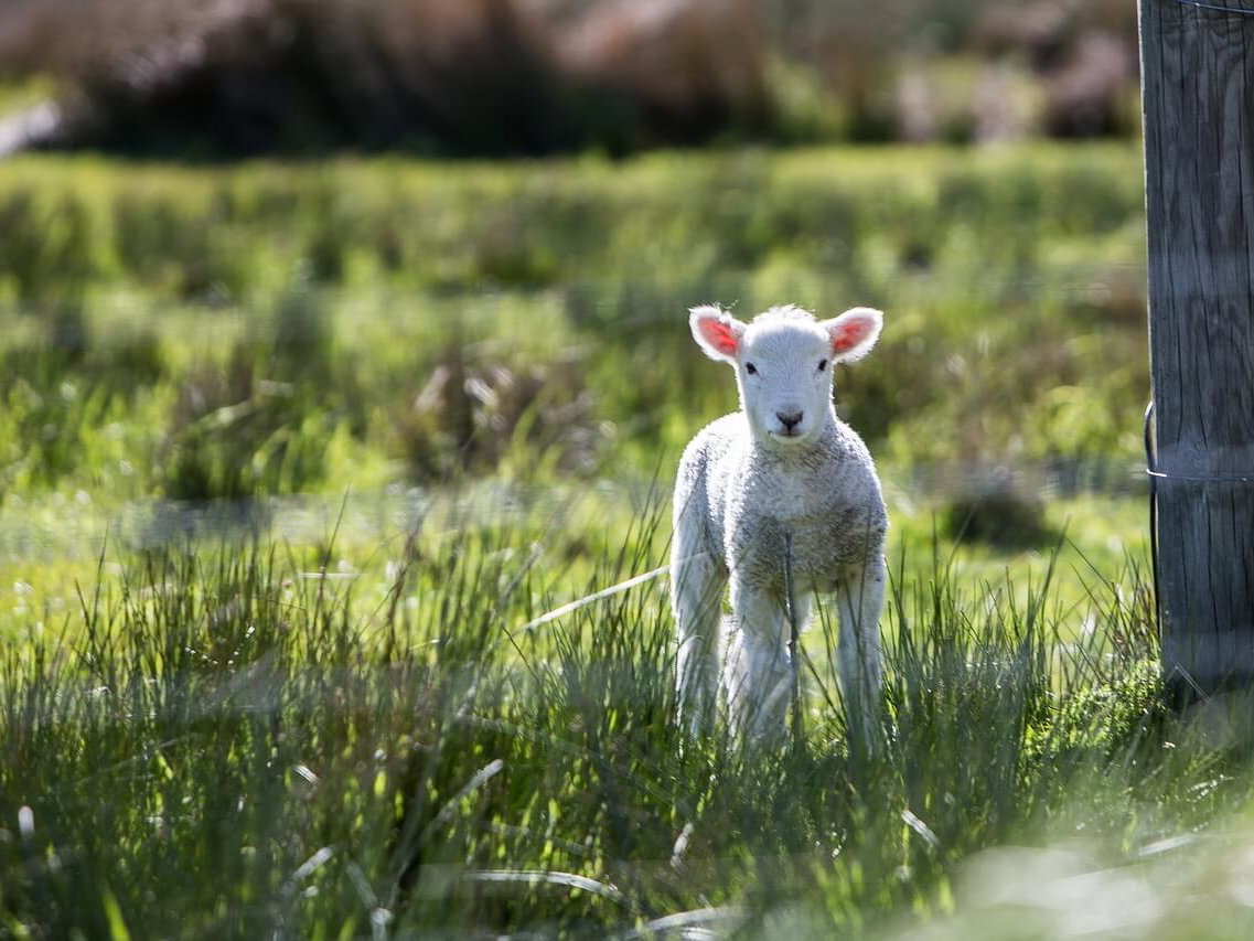 Grußkarte Frühling als Download