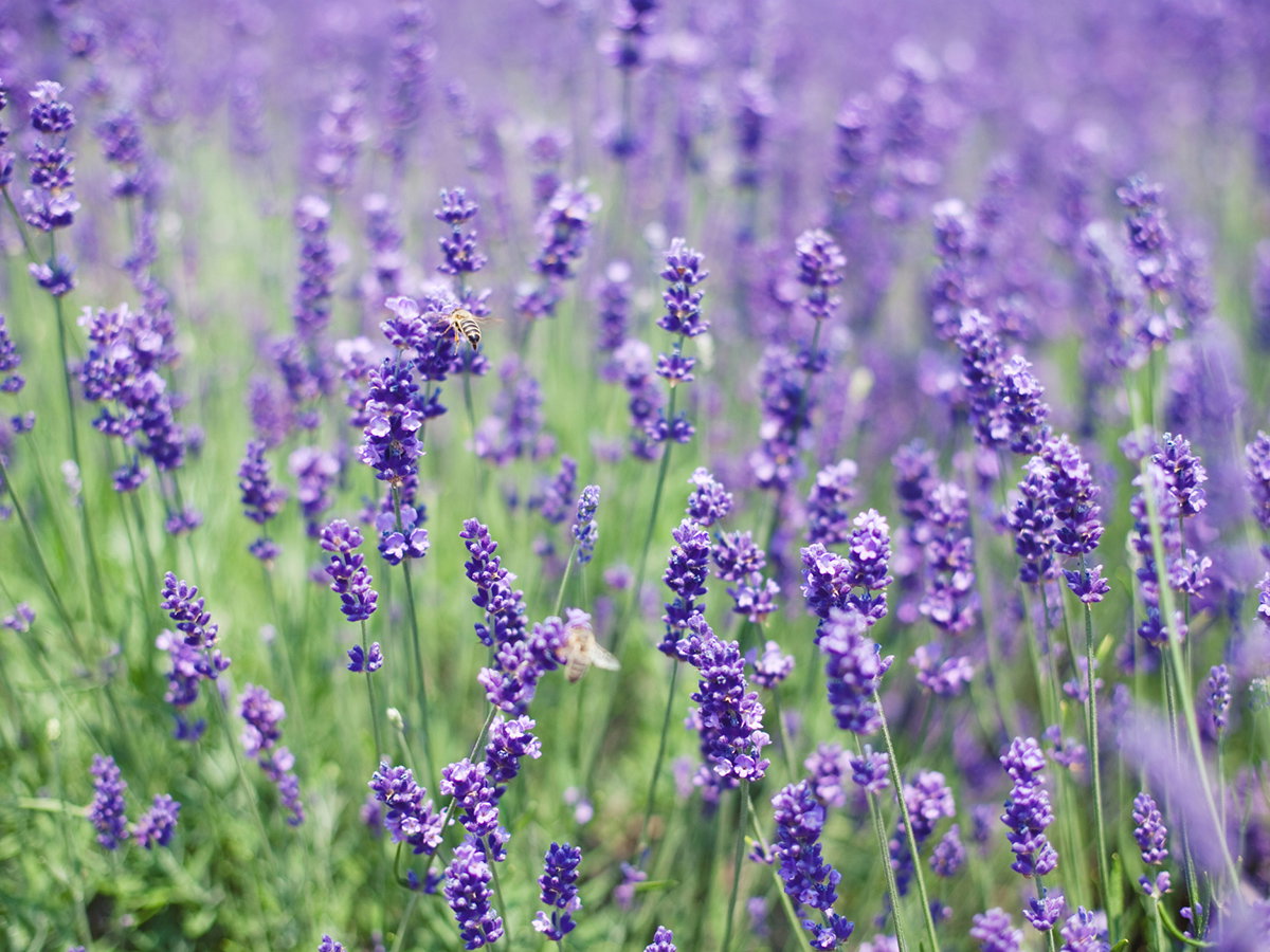 Lavendel