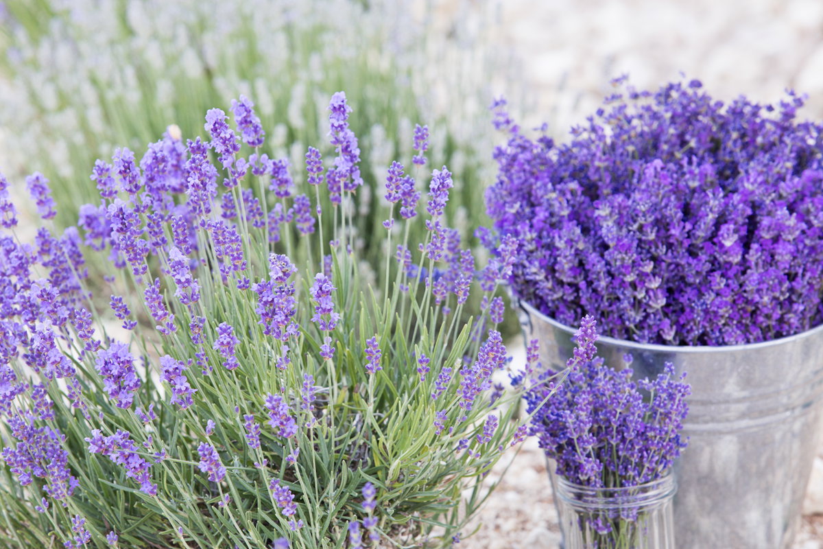 Zimmerpflanze Lavendel
