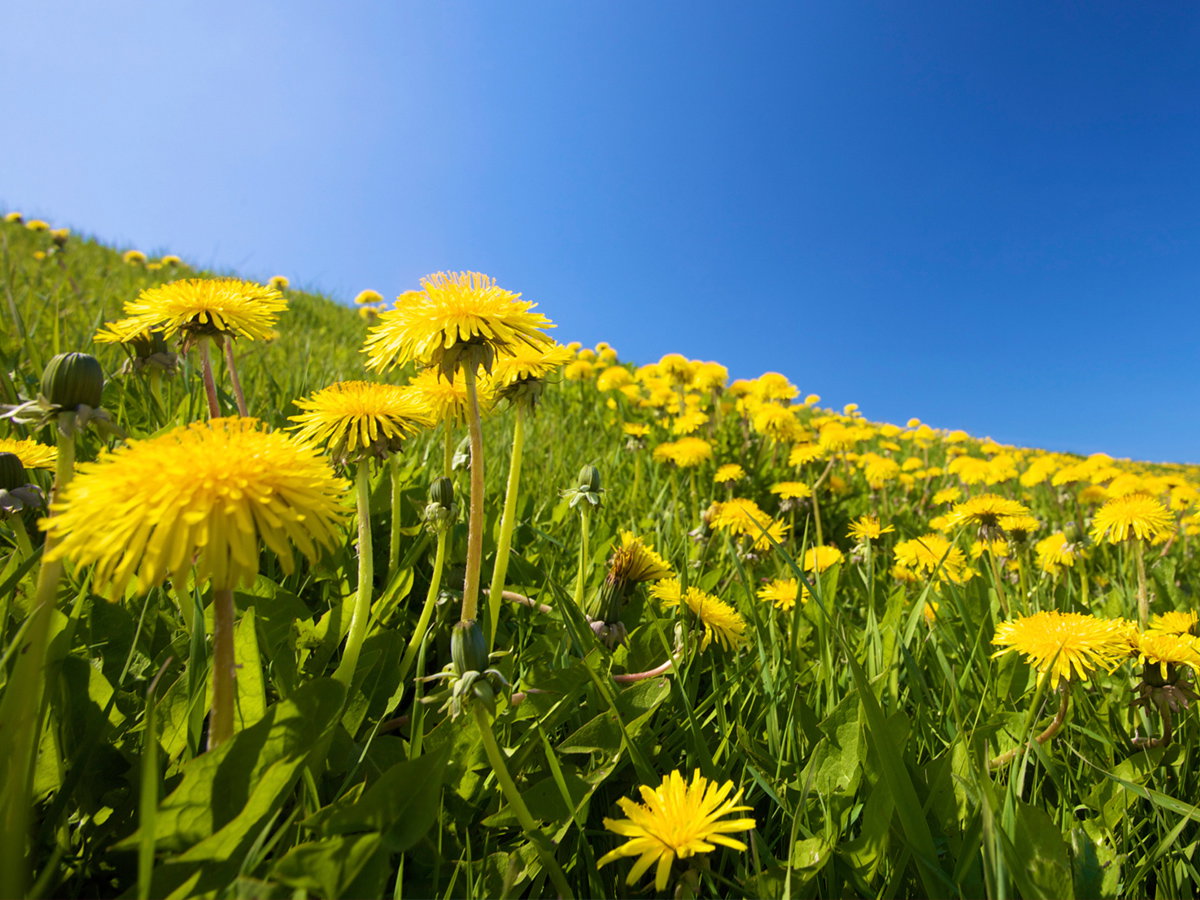 Löwenzahn - Wenn Sie einen farbenfrohen Salat oder Gemüse anrichten, verleihen sie als blumige Zutat dem Ganzen eine besondere Note - optisch und geschmacklich