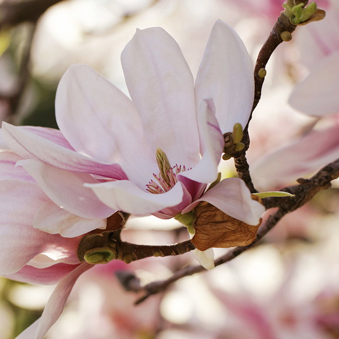 Magnolia Blüten