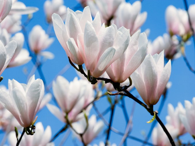 Blühende Magnolien