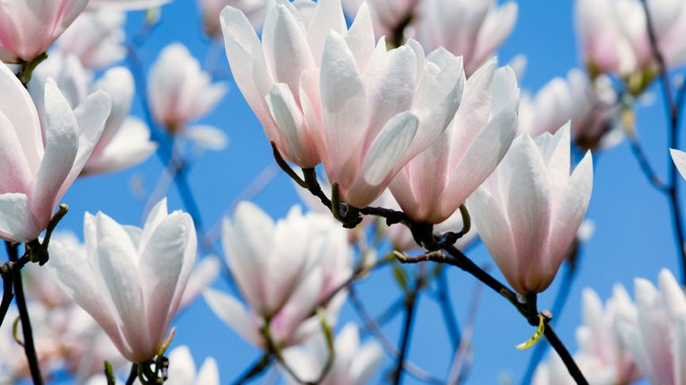 Alles über Magnolien