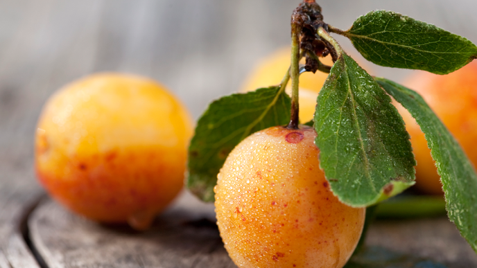 Mirabellen einmachen: So machen Sie das leckere Obst haltbar