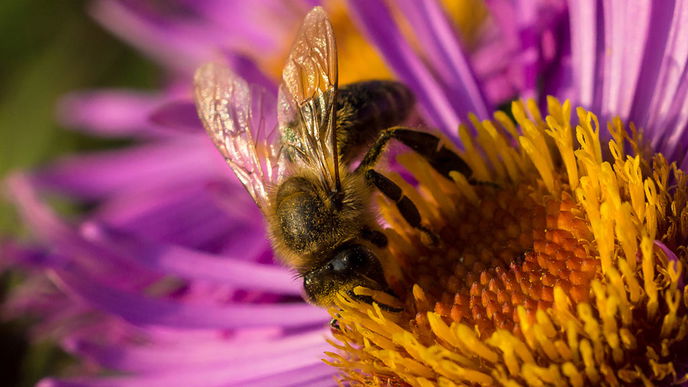 Natürliches Superfood: Bienenpollen