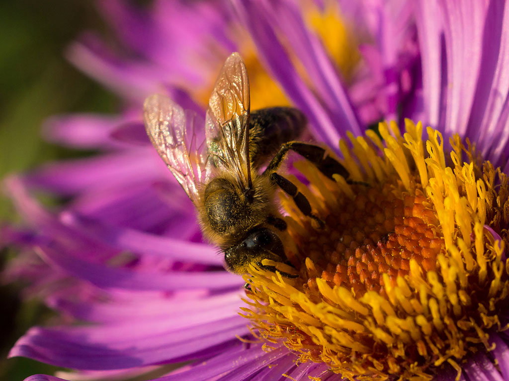 Natürliches Superfood: Bienenpollen