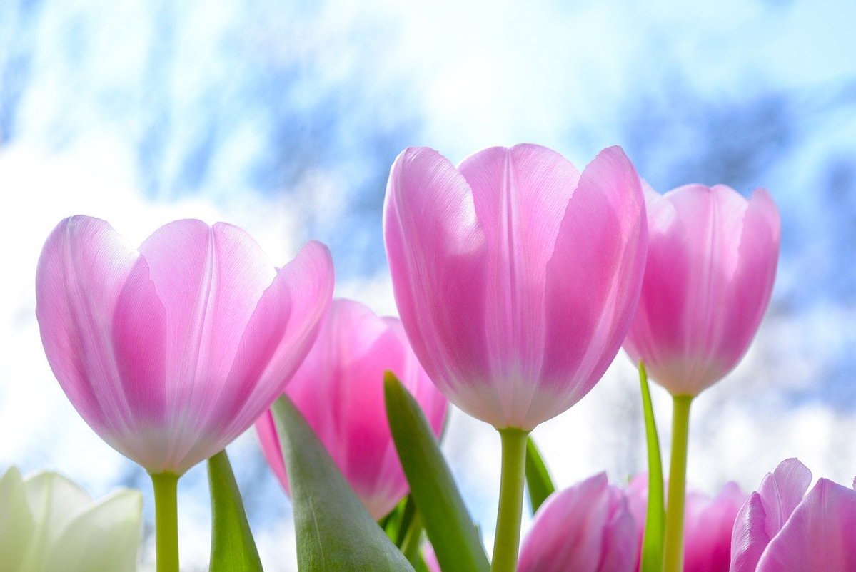 Tulpen: Die schönsten Frühlingsblumen