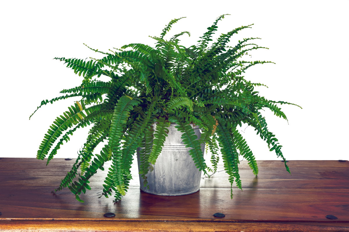 Zimmerpflanze Nephrolepis Exaltata