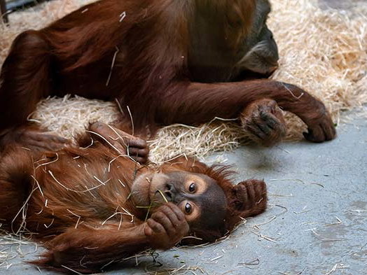Orang Utans