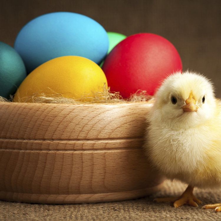 Ostern - Hier finden Sie unsere schönsten Gedichte und Sprüche für Ostern