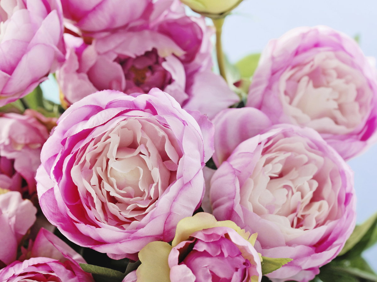 Pfingstrose in Pink