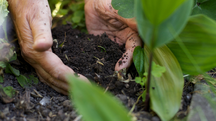 Naturdünger für den Garten selber machen: 6 praktische Möglichkeiten