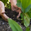 Gartenpflanzen erfolgreich düngen