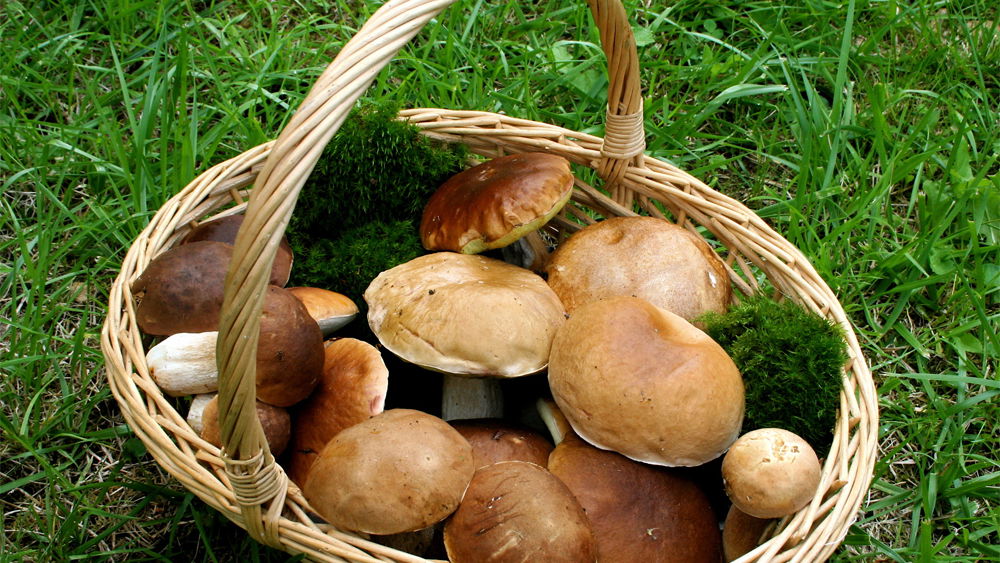 Mykotherapie - Die heilende Kraft der Pilze