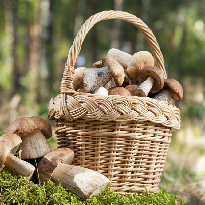 Pilze in einem Korb im Wald