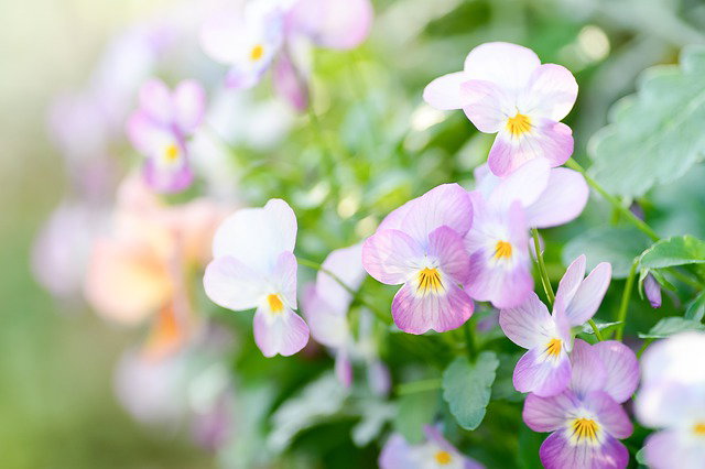 Pixabay