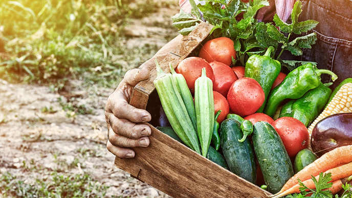 11 Tipps für einen ertragreichen Selbstversorger-Garten