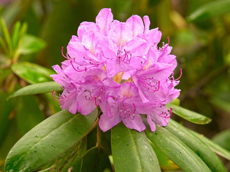 Rhododendron