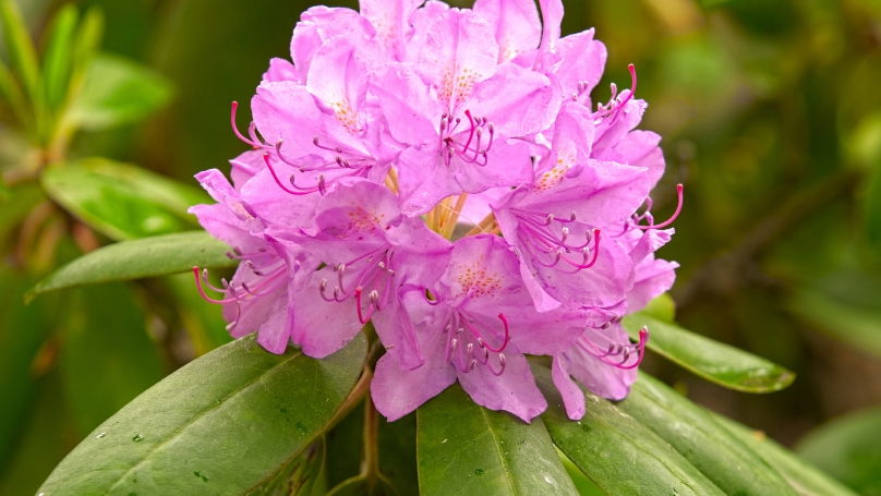 Mein Garten: Rhododendron