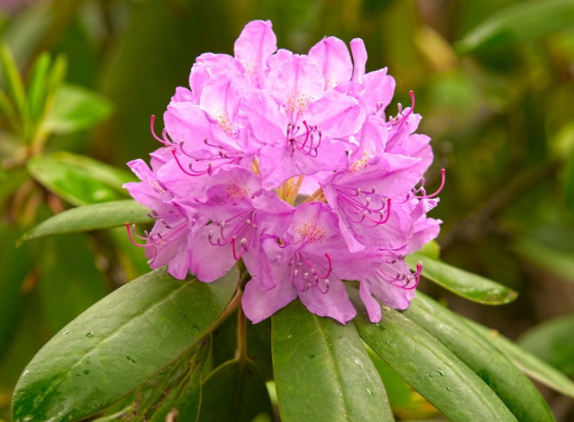 Rhododendron
