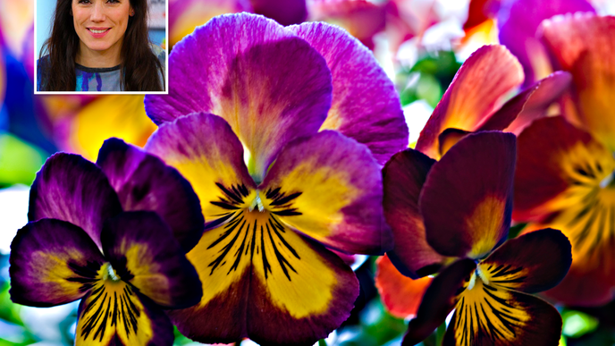 Warum heißt die Blume Stiefmütterchen?