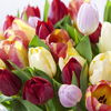 So bleiben Ihre Schnittblumen lange frisch