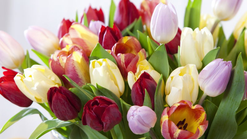 So bleiben Ihre Schnittblumen lange frisch