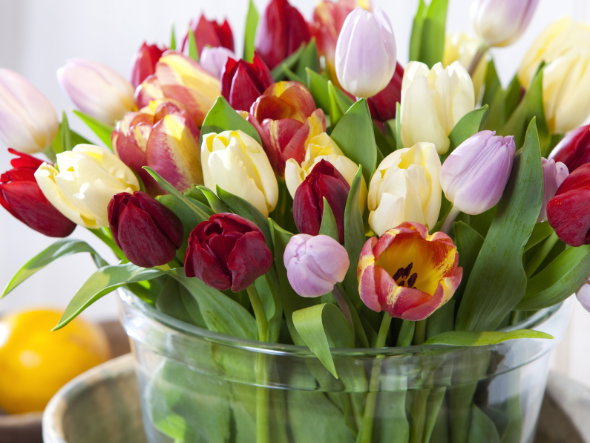 So bleiben Ihre Schnittblumen lange frisch: Tulpen in einer Vase