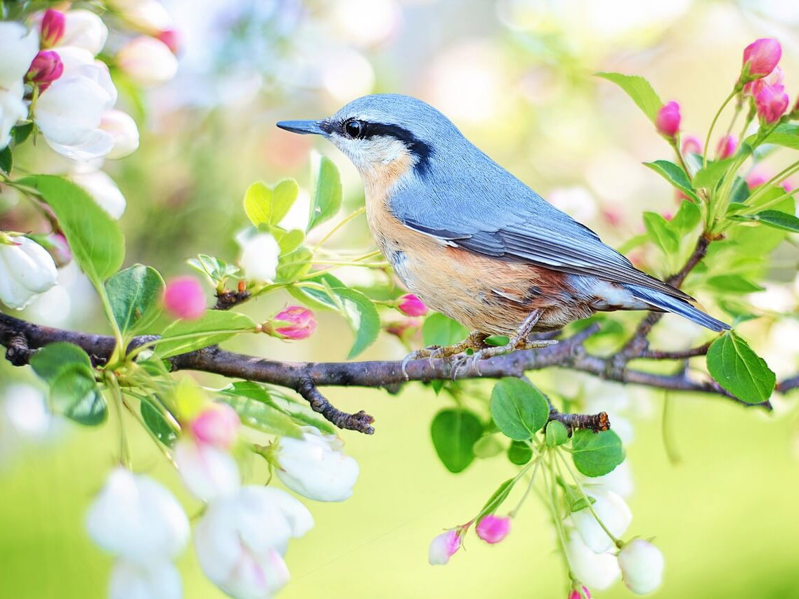 Grußkarte Frühling als Download