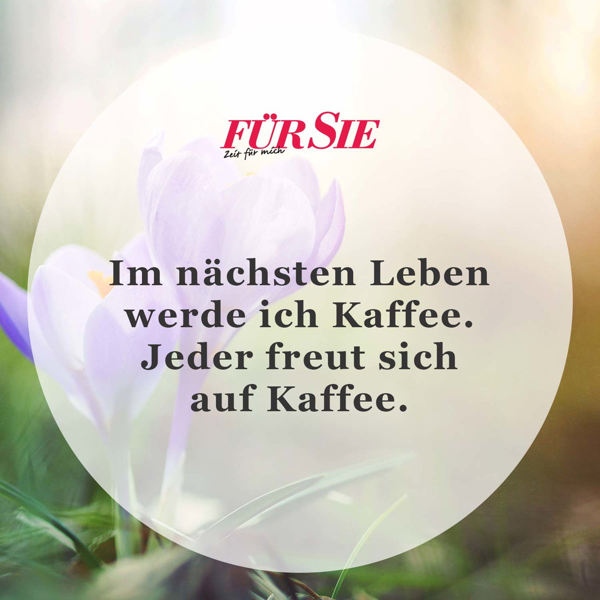 Spruch des Tages