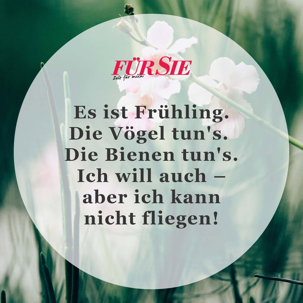 Spruch des Tages