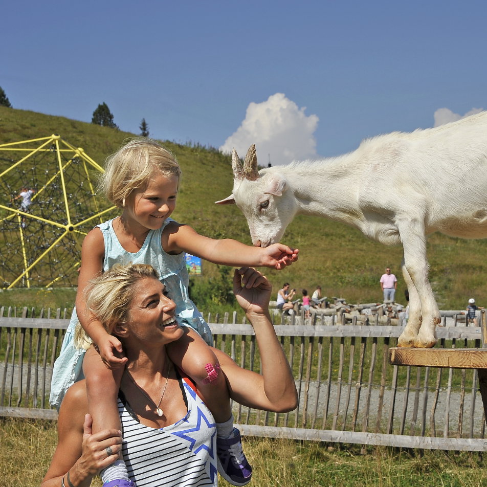 Der Streichelzoo Spieljoch ist ein Magnet für die Kleinen