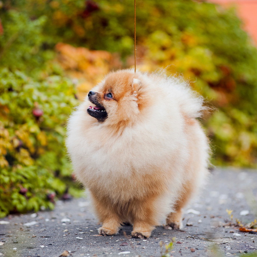 Spitz Welpe