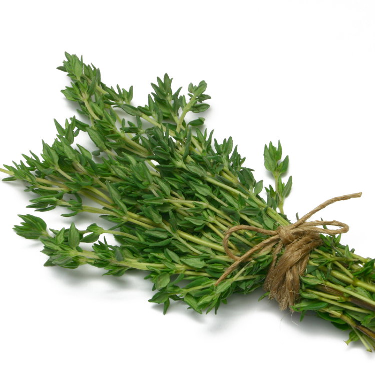 Kleine Heilpflanzenkunde: Thymian