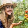 Tomaten pflanzen