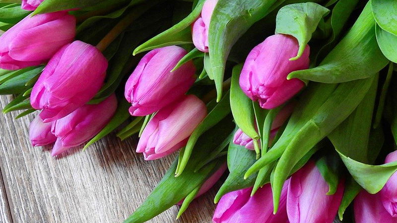 So halten sich Tulpen am längsten 