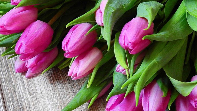 So halten sich Tulpen am längsten 