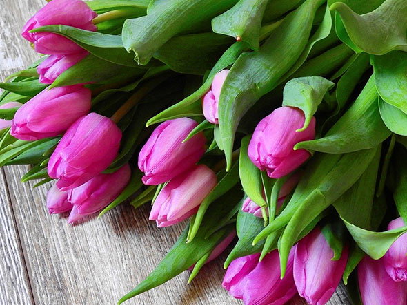 So halten Tulpen am längsten